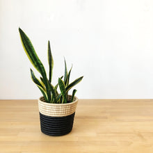 Load image into Gallery viewer, Gasave Basket Planter