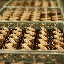 Load image into Gallery viewer, P.F. Candle Co. Golden Coast