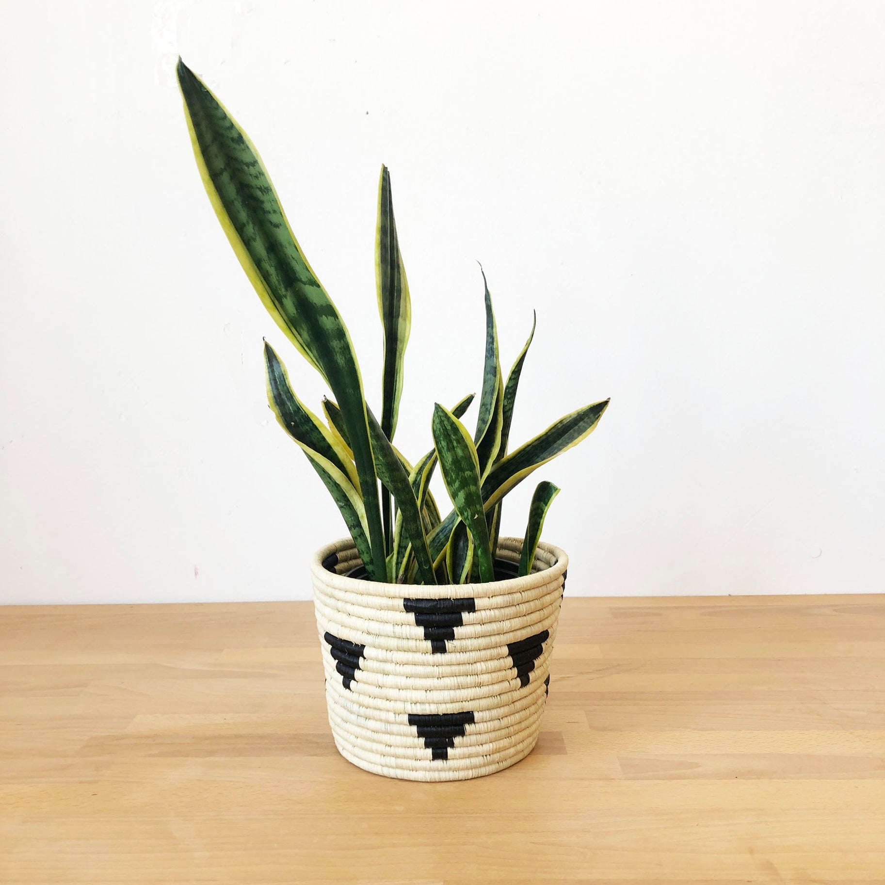 faux snake plant in basket Mirango Basket Planter – Knot & Home